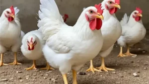 انخفاض أسعار الفراخ يؤثر على ميزانيات المستهلكين في 11 ديسمبر 2025